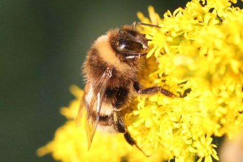 Bombus sp.